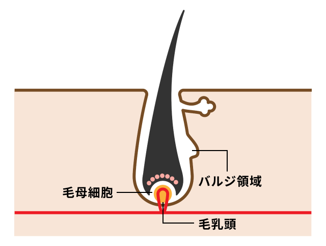 医療脱毛の仕組み