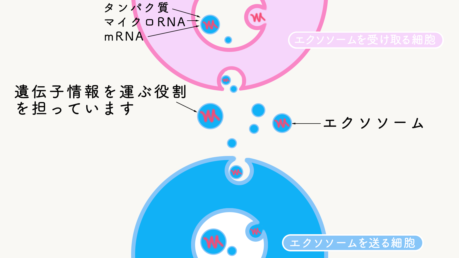 エクソソーム仕組み