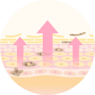 肌のターンオーバーの促進