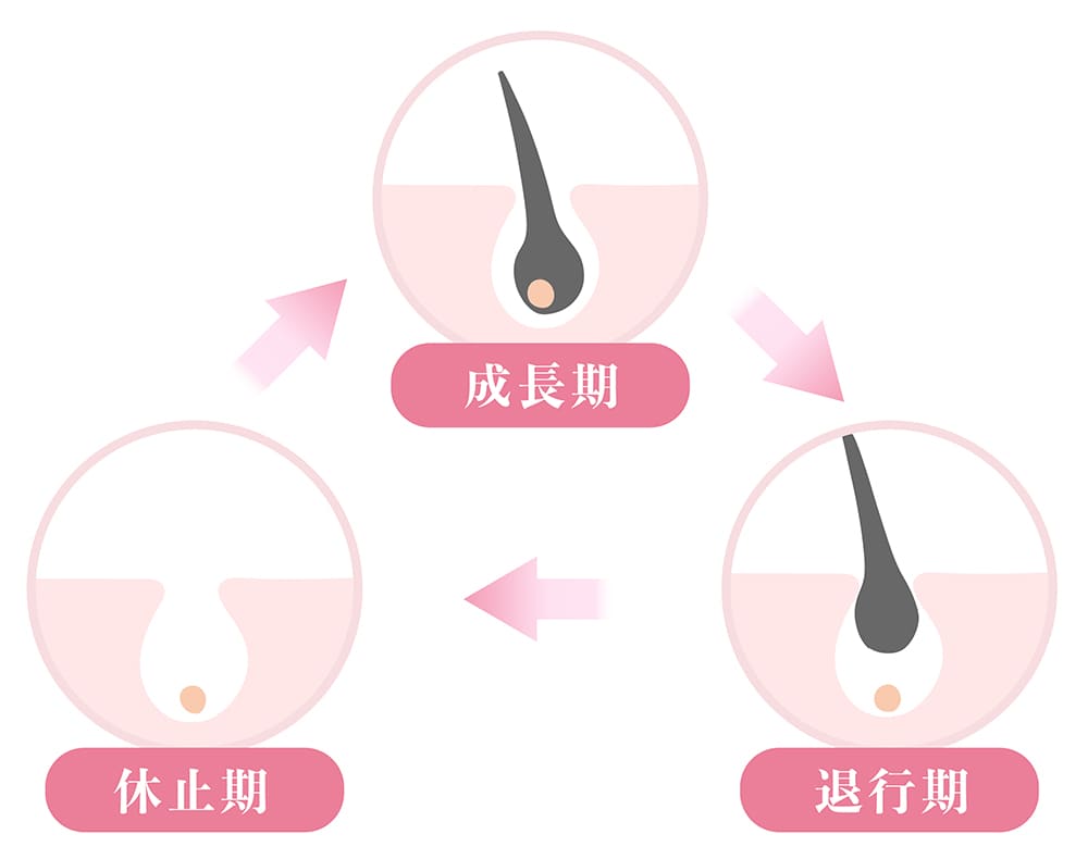 毛周期のサイクル