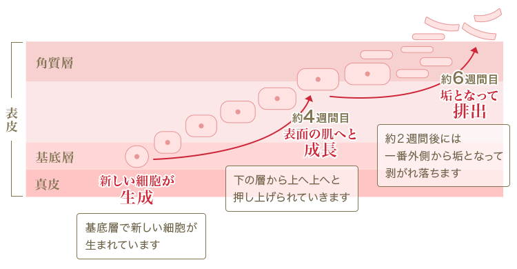 ターンオーバー