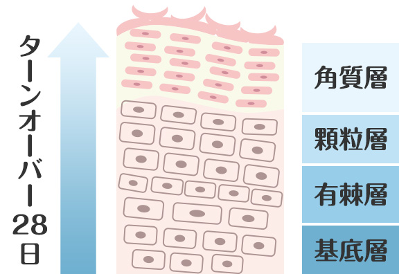 ターンオーバーの周期