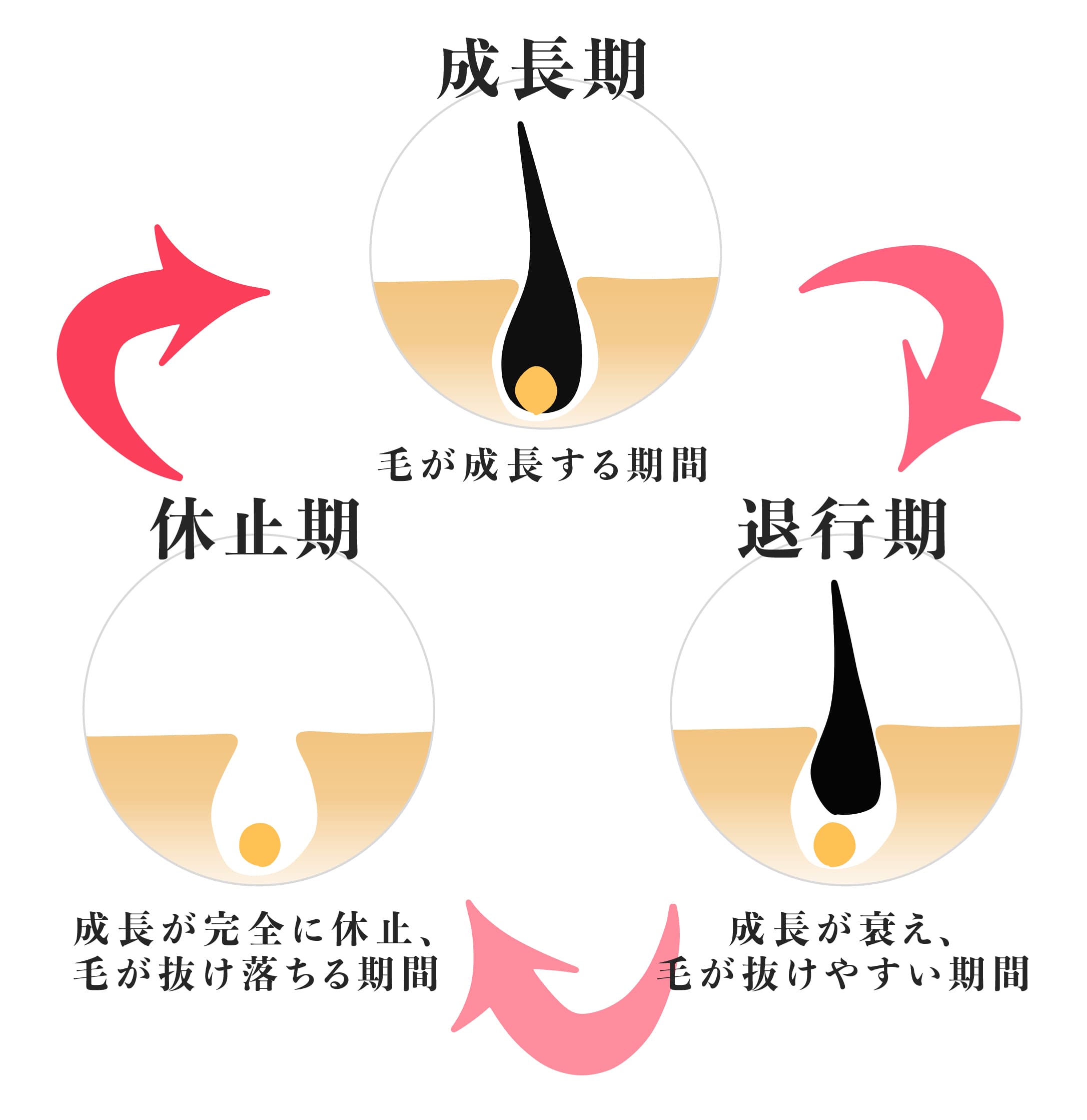 毛周期のサイクル